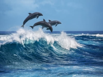 Експерти розповіли, скільки дельфінів мешкає у Чорному морі – відео